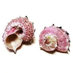 2PCS Angaria Neglecta Shells Natural Pink Round Seahorse Snail Angaria Delphinus Seashell Specimen Collector Beach Wedding Decor