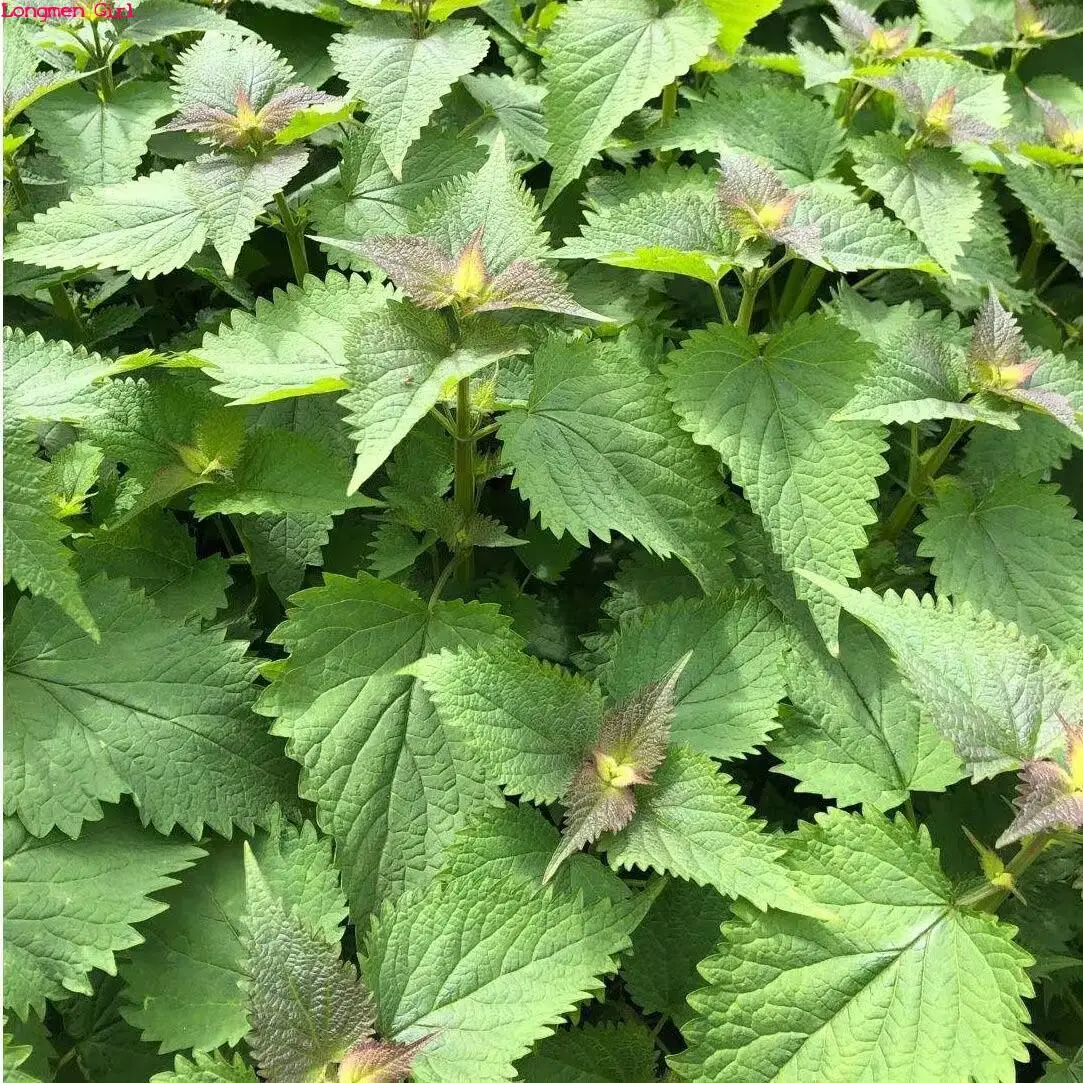 Fragrant Natural Pogostemon Cablin Dried Patchouli Leaf For Soap Candle Incense Household Perfume Making Sachet Pillow Filling