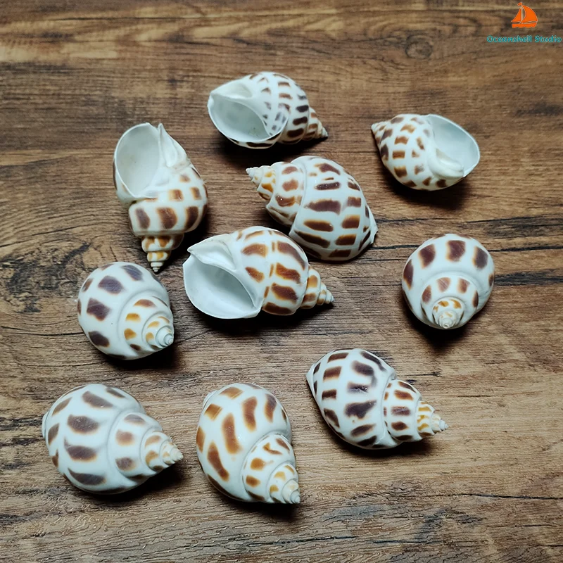 10 PC Babylonia Lutosa Shells 5-6CM Natural Hermit Crab Shells Pretty Turbo Beach Crafts Nautical Decor Beach Wedding Fish Tank