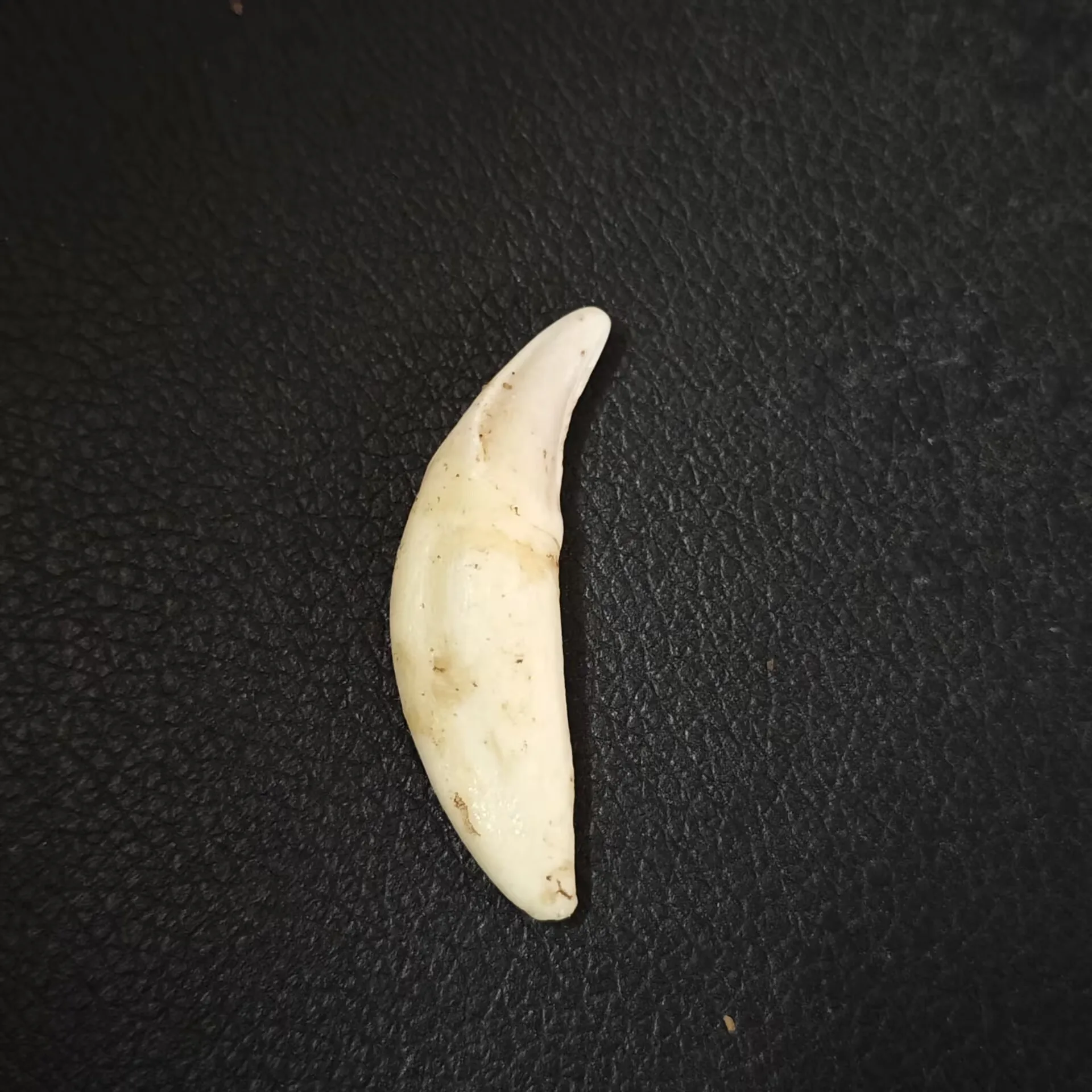 5.5cm Natural Unbleached Non-porous Crescent-shaped Teeth DIY Jewelry Accessories Materials Peaceful Amulet Hanging Decoration