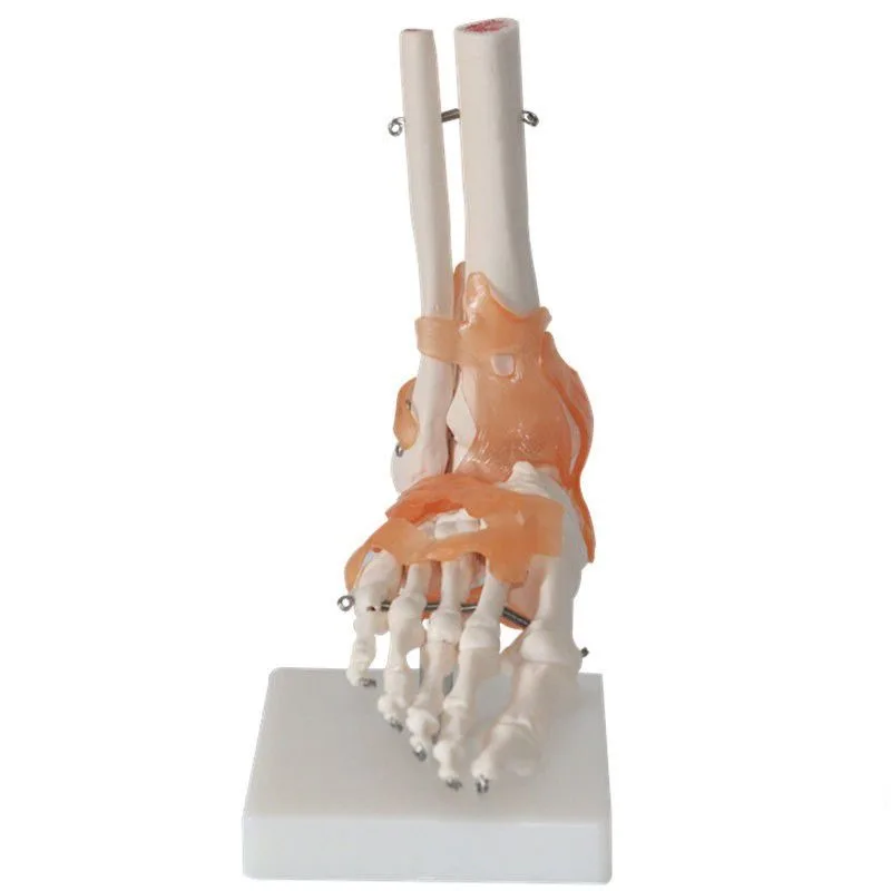 One to One Foot Joint Ligament Model Human Foot Joint Skeletal Movement System Anatomy Hand Foot Surgery