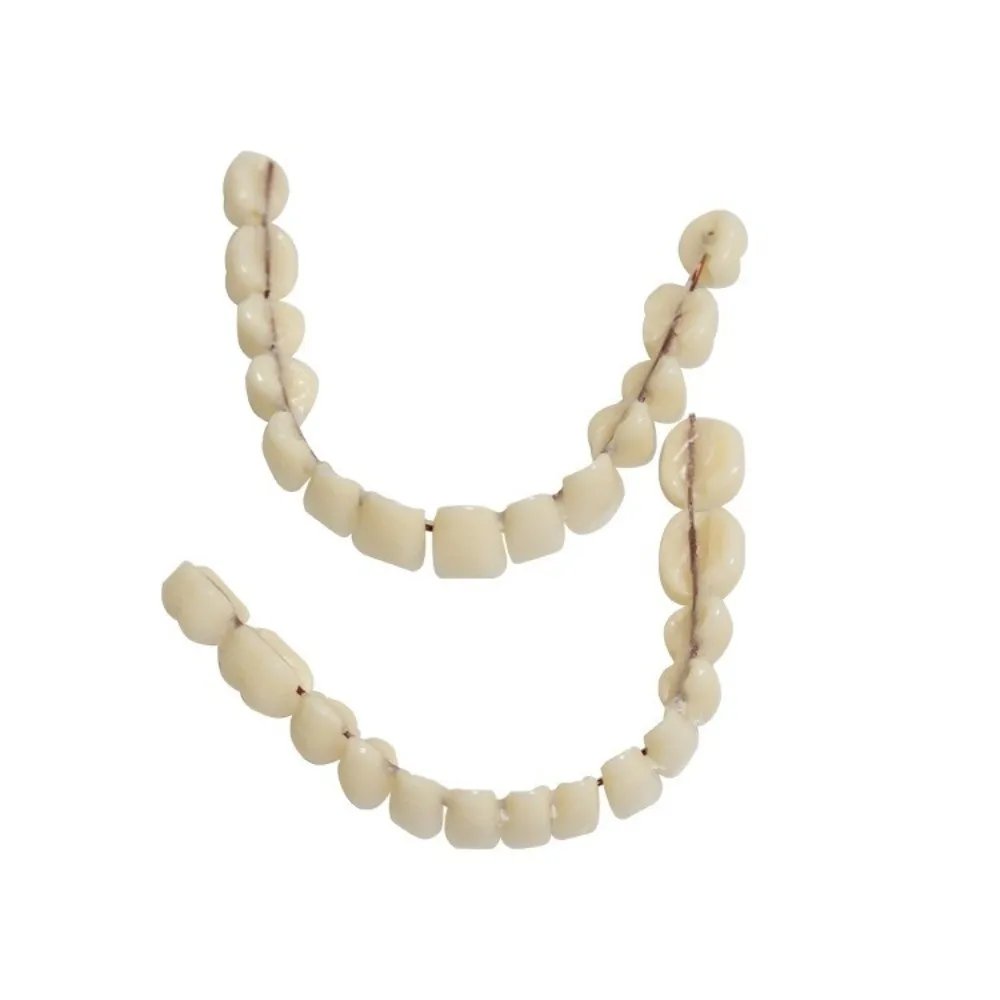 1Pair Resin Dental Teeth Teaching Model Dental Supply Teaching Resin Denture Teeth Set Removable Dental Training Model