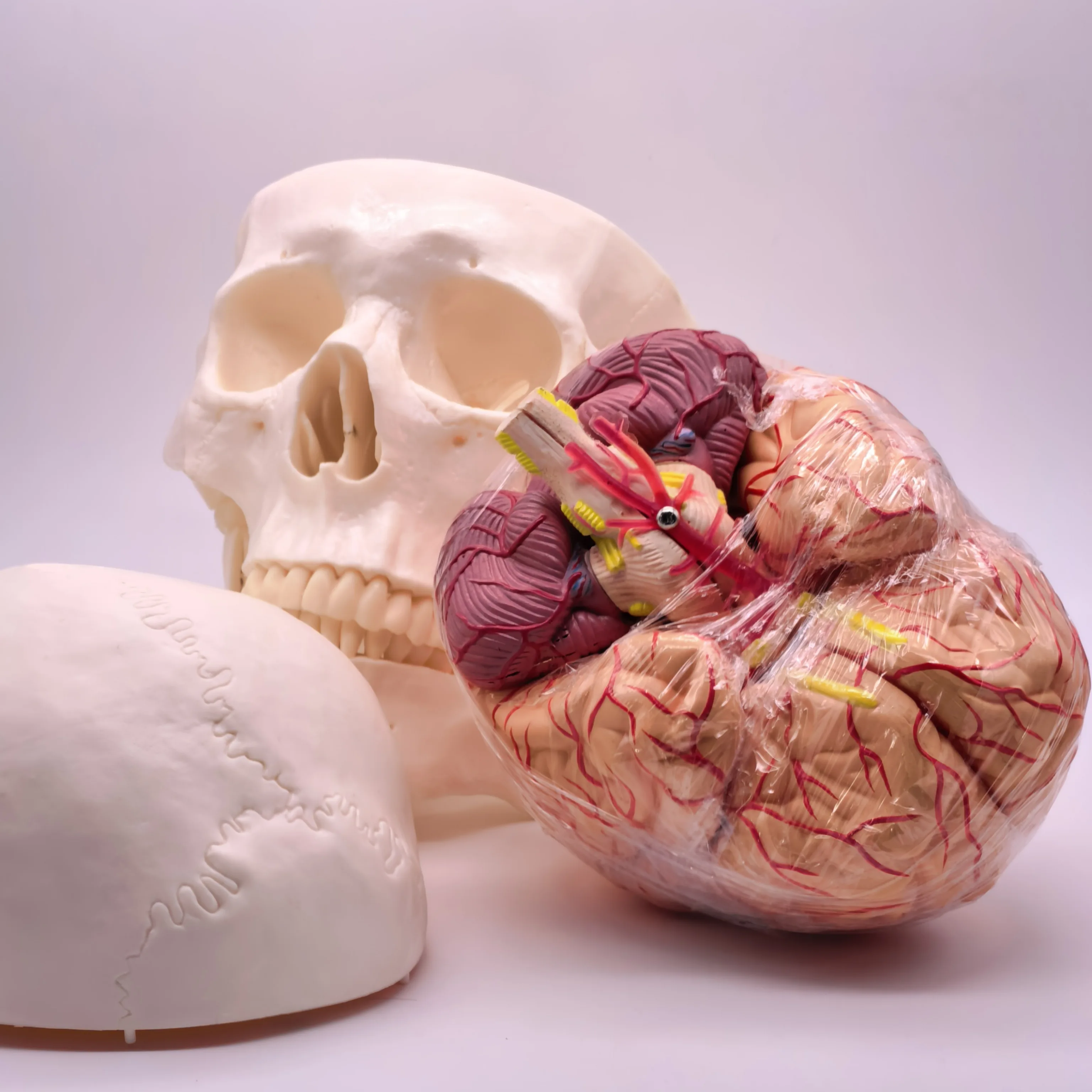 PVC حجم الحياة الجمجمة البشرية 3 أجزاء مع الدماغ 8 أجزاء نموذج مرقم للدراسة الطبية