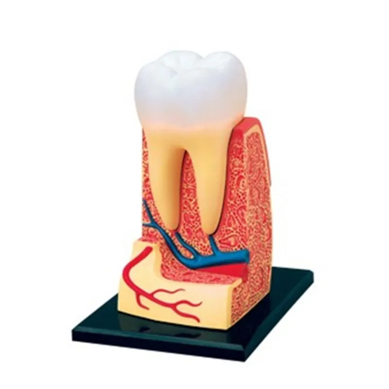 Mini Human Teeth  assembly model Assembled Human Anatomy Model Gift for Children