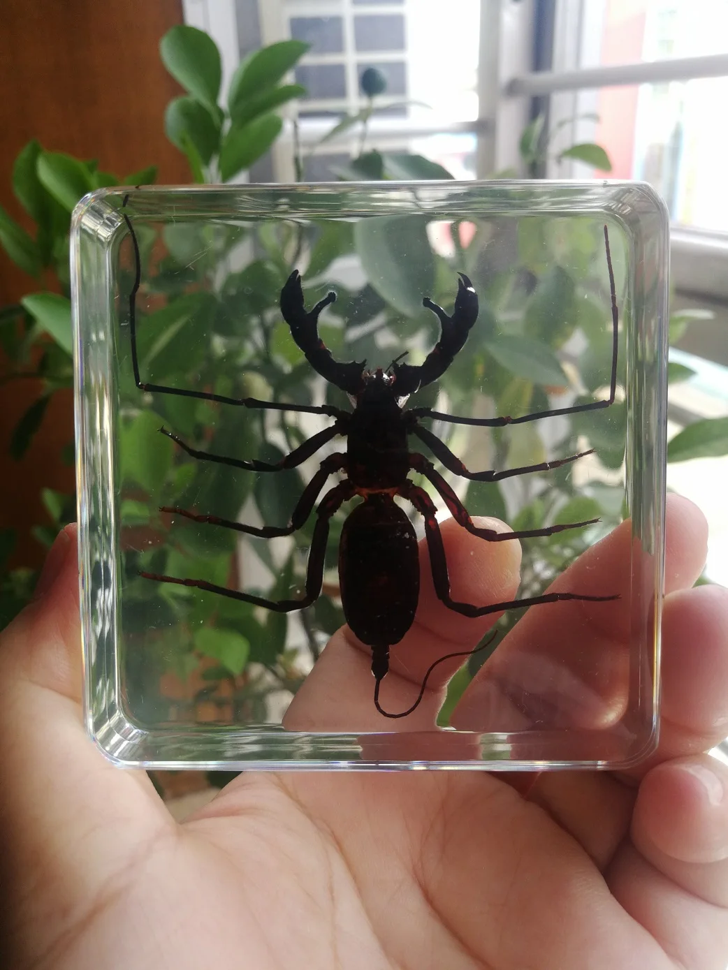 Real Insect Specimen Resin Scarab Spider Beetle Specimen Butterfly Marine Plant Teaching Kids Christmas Gift Box Room Home Decor