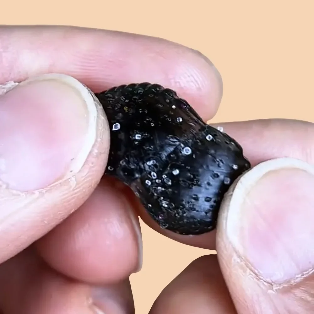 24 Uds Luya cebo blando PVC Micro Material agua vesícula biliar pelota Rugby patata negro Pit pescado cebo salado accesorios de pesca señuelo - imagen 3