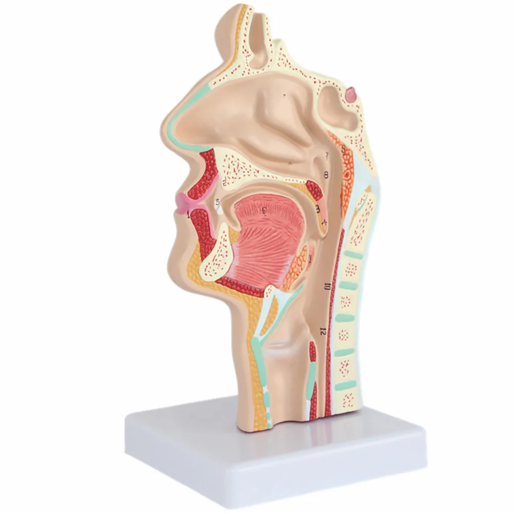 with Base Human Nasal Cavity Oral Office Pvc Anatomy Model for Medical Students