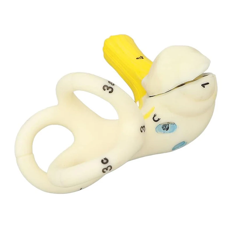 Labyrinthine Inner Ear Model Semicircular Canal Cochlea Anatomical Model Medical Otology Cochlear  Anatomy