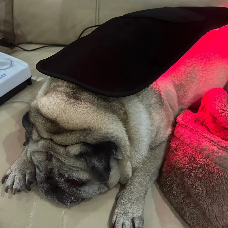 

Veterinary Cold Laser Therapy Device for Dogs - Professional Infrared Red Light Therapy Belt for Pet Joint & Muscle Pain Relief
