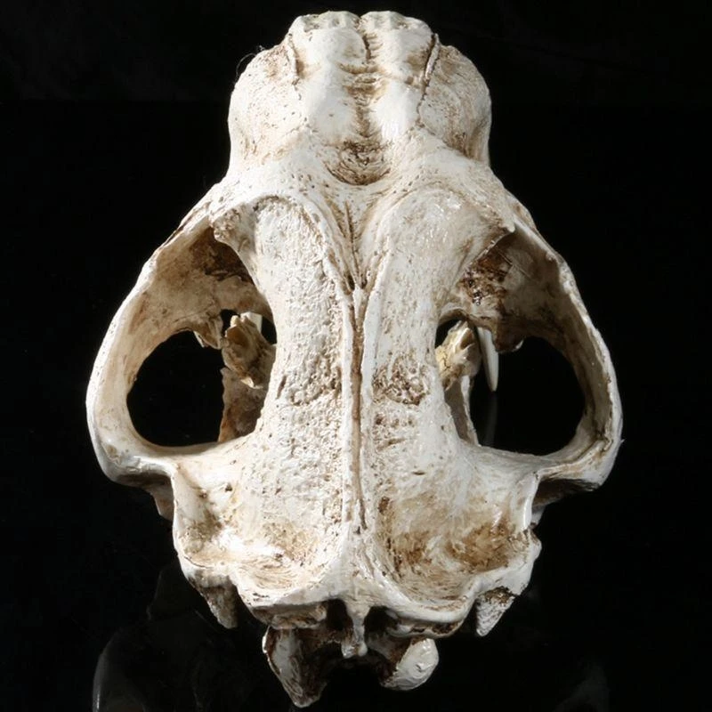 W89C 1: 1 Saber-Tother Resin Skull for Head Model Home Bar Decor