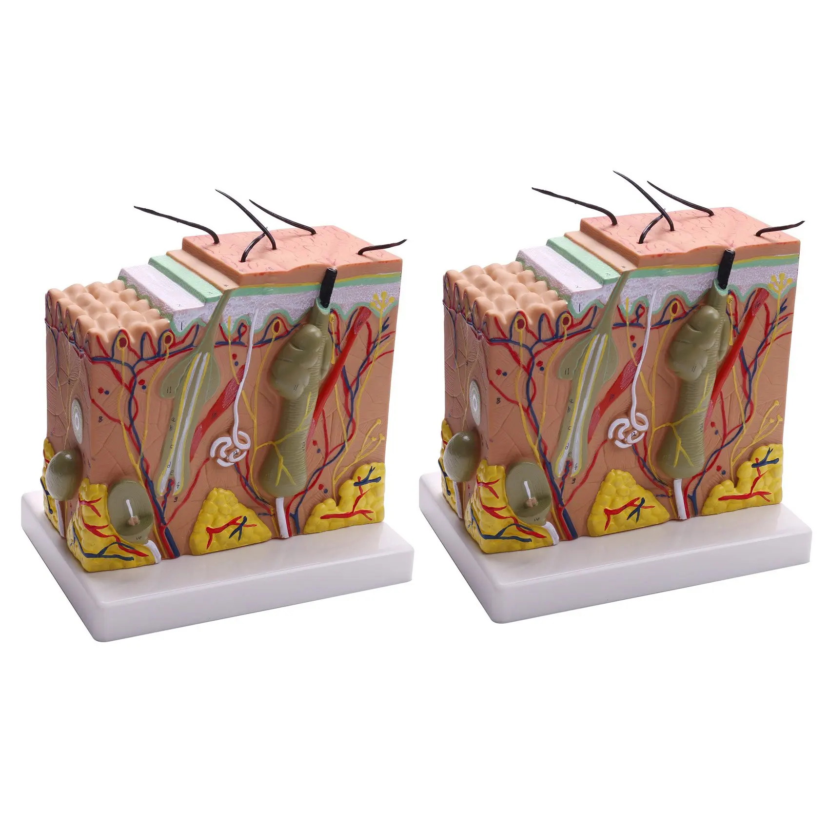 Superior-2X, 50X Skin And Hair Structure Enlarge Anatomical Model Anatomy For Science Classroom Study Display Teaching Model