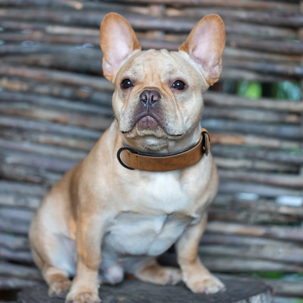 Leather Dog Collar Soft Padded Dogs Collars Adjustable Pet Puppy Bulldog  Chihuahua Necklace Durable for Small Medium Large Dogs