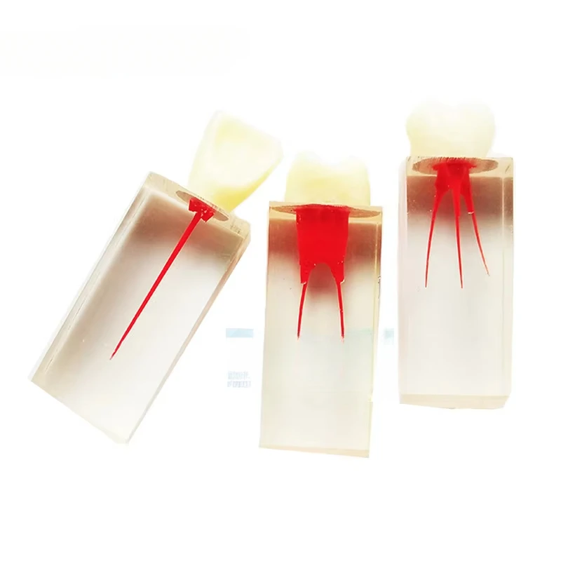 

Модуль обучения корняКоронки, окрашенные в нормальную формуМодели зубовЭндодонтияУпражнения по стоматологии для студентов