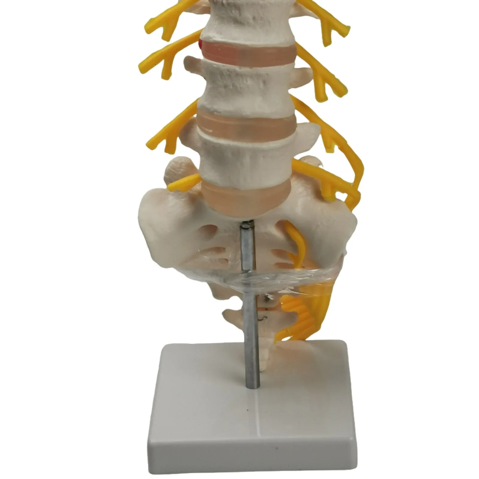 قطني Cauda Equina العمود الفقري Sacrum العصعص العصب العصبي نموذج الهيكل العظمي التدريس التدريب المعونة التعليم #5