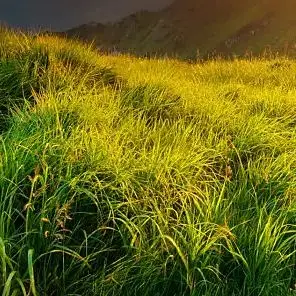 Online Dissolved Oz…