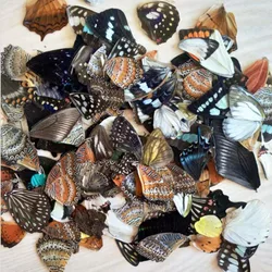 100/200/1000PCS Real butterfly wings DIY handmade jewelry creative stickers mixed size packaging resin arts and crafts supplies