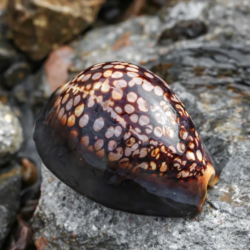 Natural Rare Conch Shell Mauritia Mauritiana Specimen, Snail Fish Tank, Landscaping, Home Collection, Photography Props