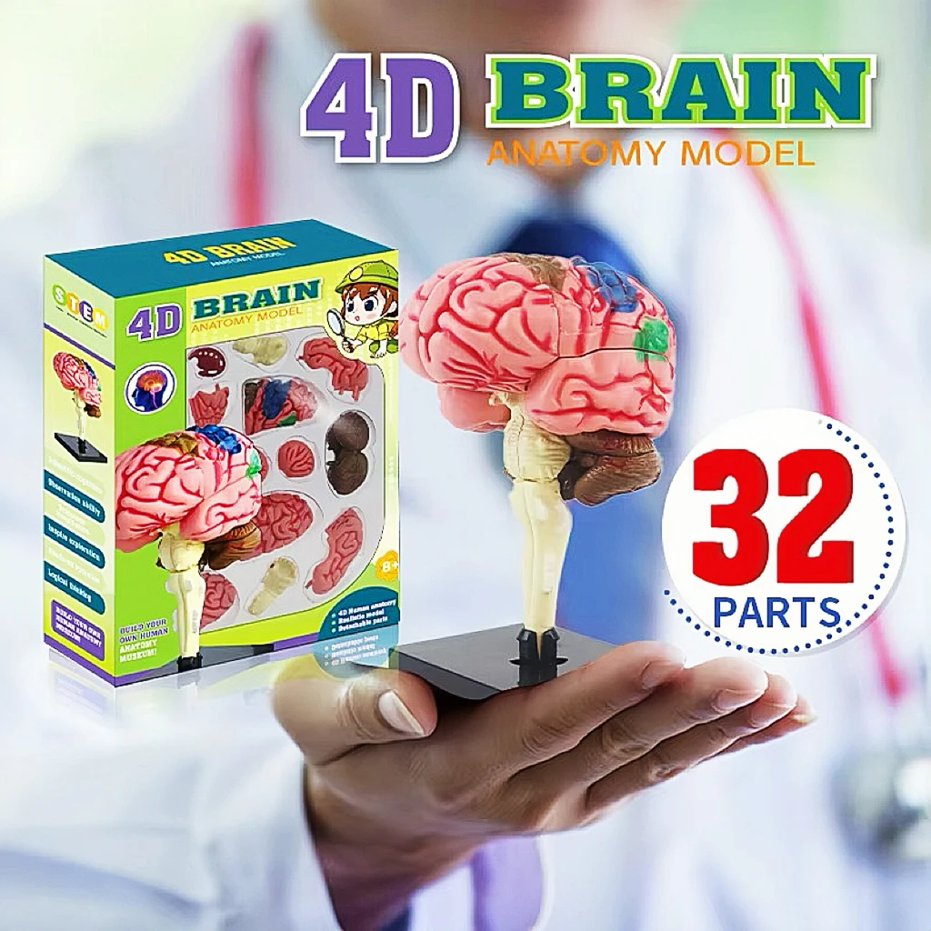 3D Eye Anatomical Model Puzzle, Best Toddler Learning Toys, Educational Toys, Aid Students Learning Educational STEM Toy