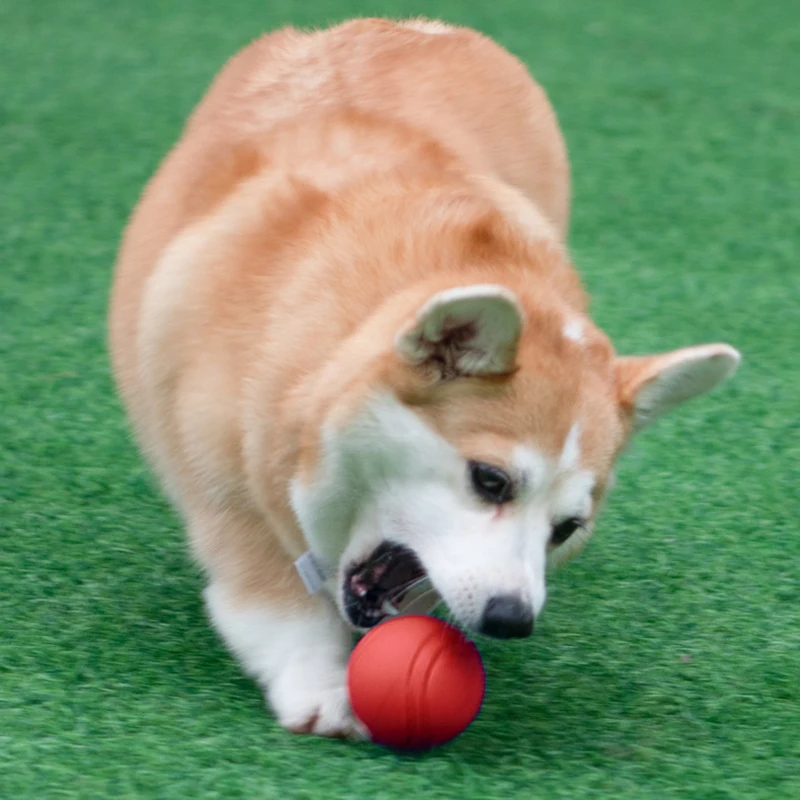 Thumbnail 3 - #44 Trending Dog Balls Right Now