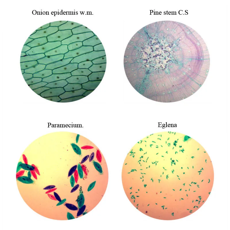 教育用顕微鏡の準備をした動物またはボタニー、さまざまな生物の標本、100個