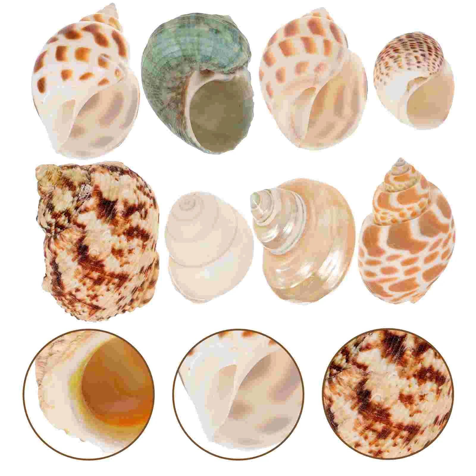 

8 Pcs Natural Conch Seashells Fish Tank Decor for Decorating Decoration Miniature