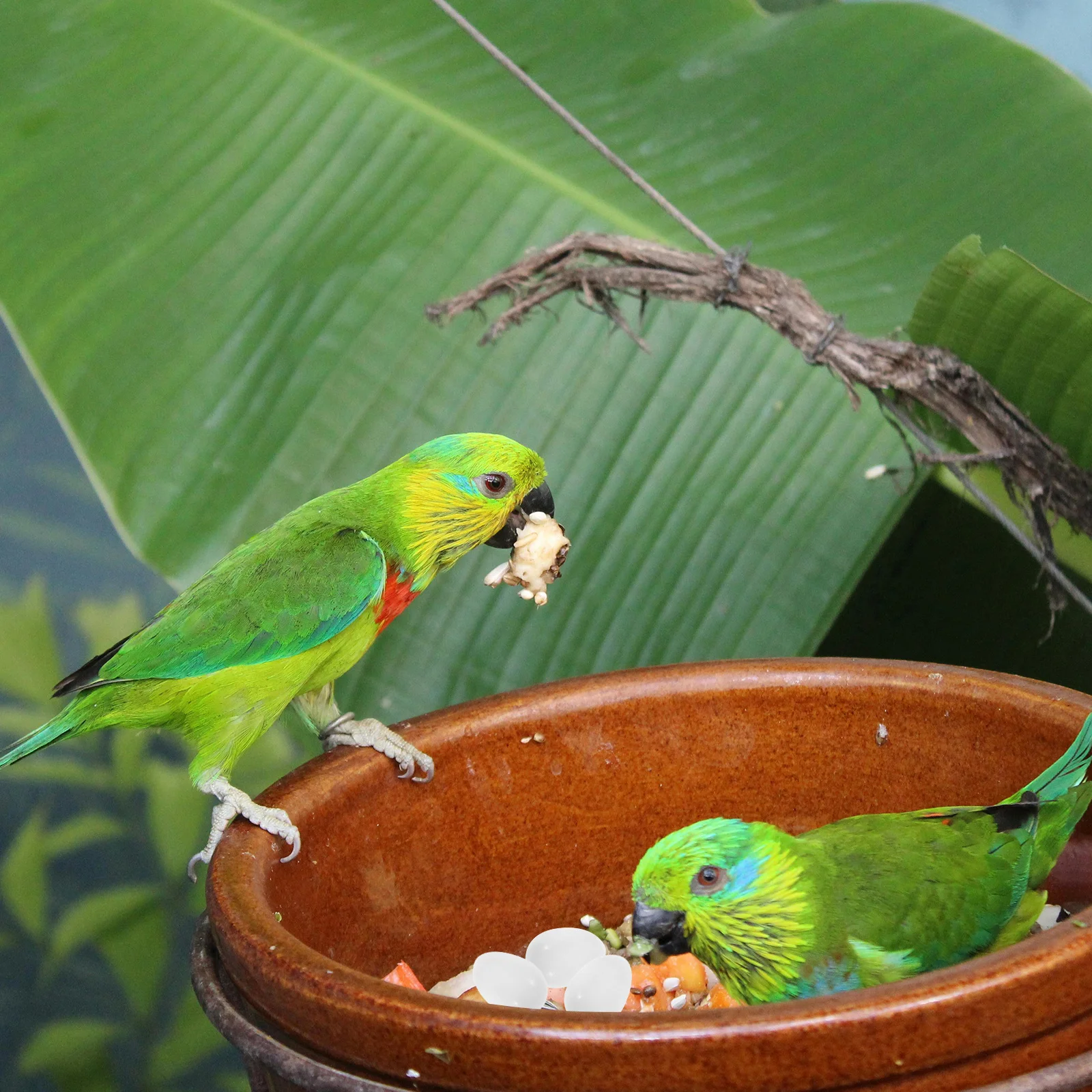 

30Pcs Parrot Egg Solid Plastic Artificial Fake Eggs for Pigeon Breeding Nest Management Hatching Training Tools