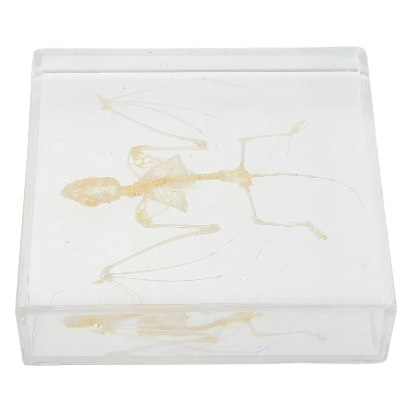 

Настоящая летучая мышь, ручная работа, украшение в виде черепа животного для научного образования, вечеринки на Хэллоуин, уникальный дисплей образцов