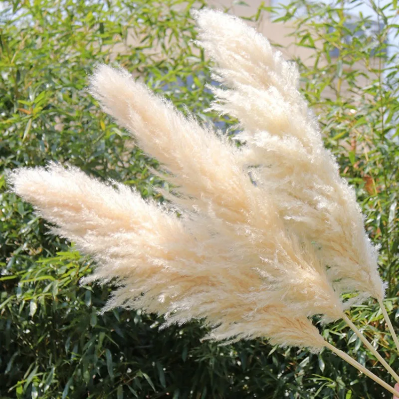 

About 80cm Large Pampas Grass Decor Fluffy Dried Flowers for Wedding Natural Living Room Decoration Gray Color Flowers Decor