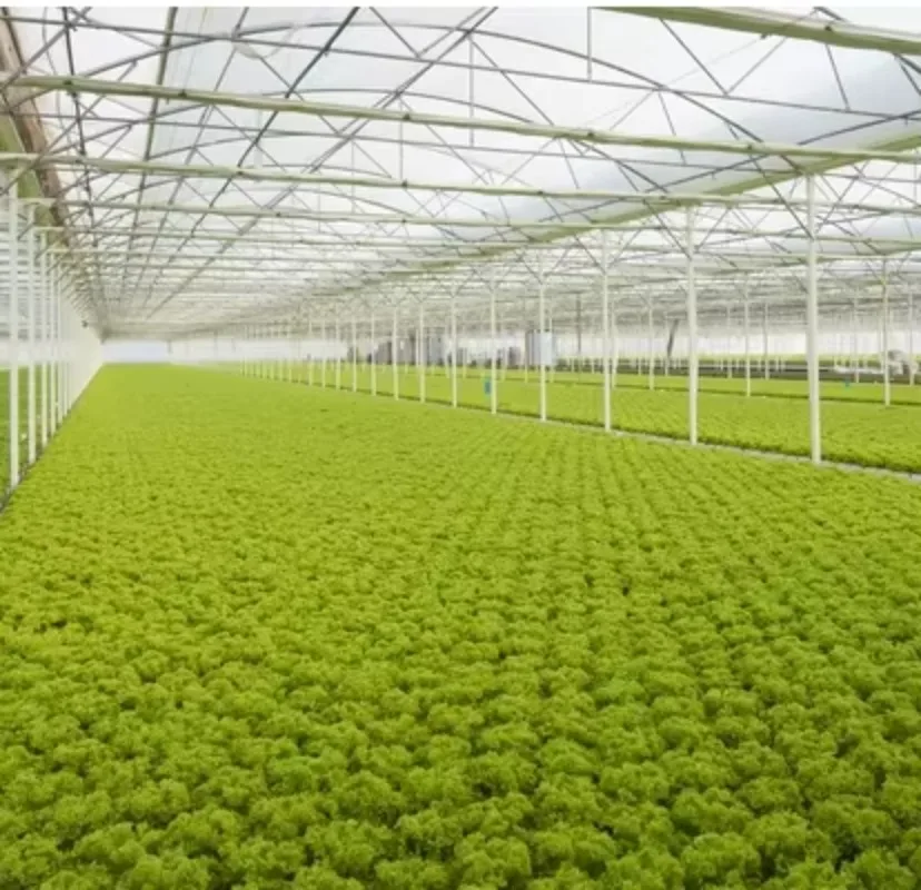 โรงเรือนเกษตรขนาดใหญ่พร้อมแผ่นพีซีสำหรับระบบไฮโดรโปนิกส์แบบหลายช่วง