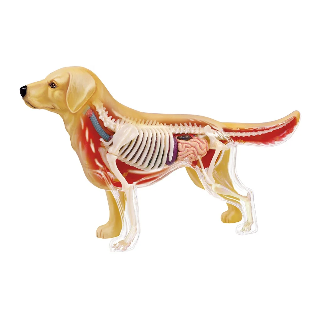 

Master Educational STEM Biology Figure 4D Vision Pet Golden Retriever Animal Teaching Learning Anatomy Model Plastic Assembly