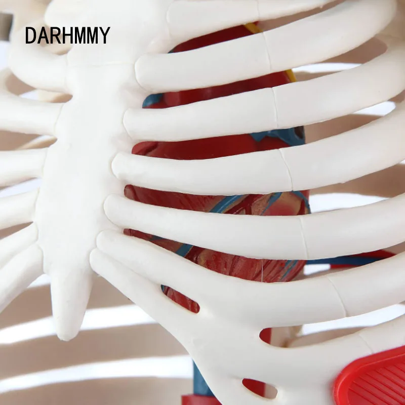 DARHMMY Anatomical Model 1/2 Life Size 85cm Human Skeleton Include Nerve Blood Vessels,Heart Medical Science Teaching Resource