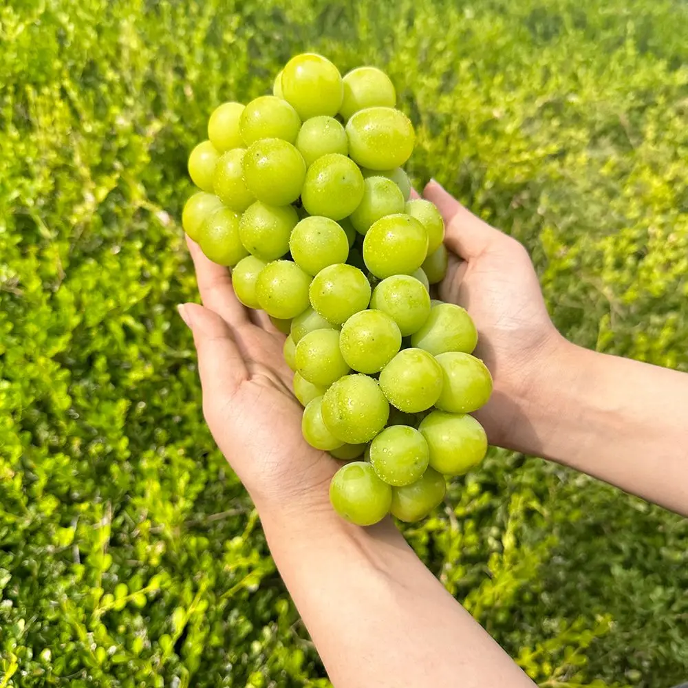 새벽선별 국내산 샤인머스켓 정품 선물용 2kg