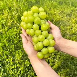 새벽선별 국내산 샤인머스켓 정품 선물용 2kg