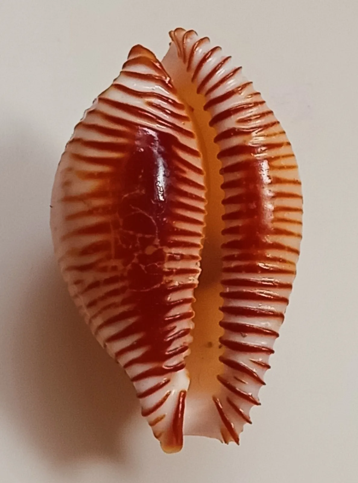 Sea Shell Cypraea Guttata 4.5-5cm, Conch Shell, Precious Snail Specimen