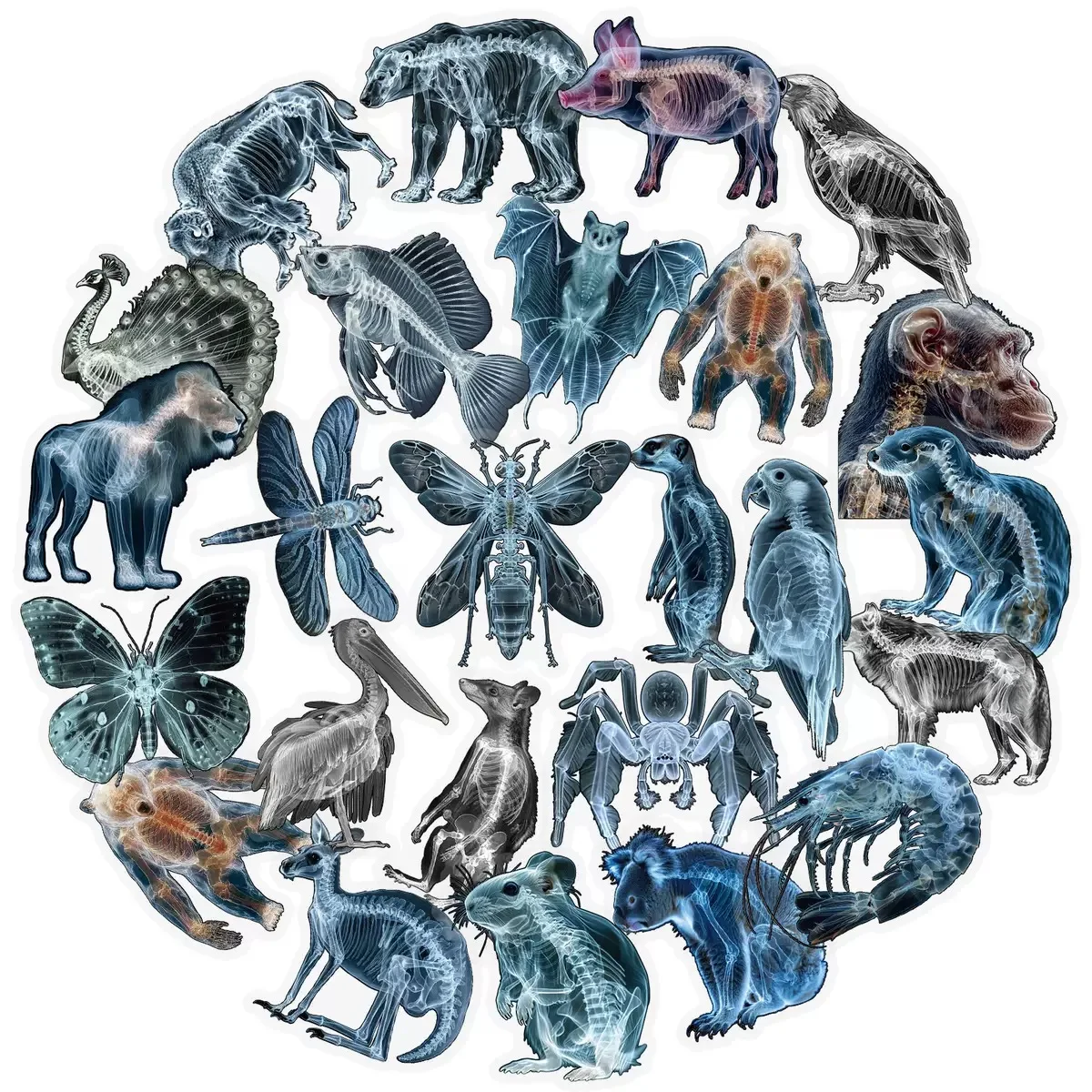 

10/56pcs Animal Skeleton Stickers X-ray Skeleton Handbooks Phone Cases Laptop Suitcases Water Cups Waterproof Stickers Kids Toy