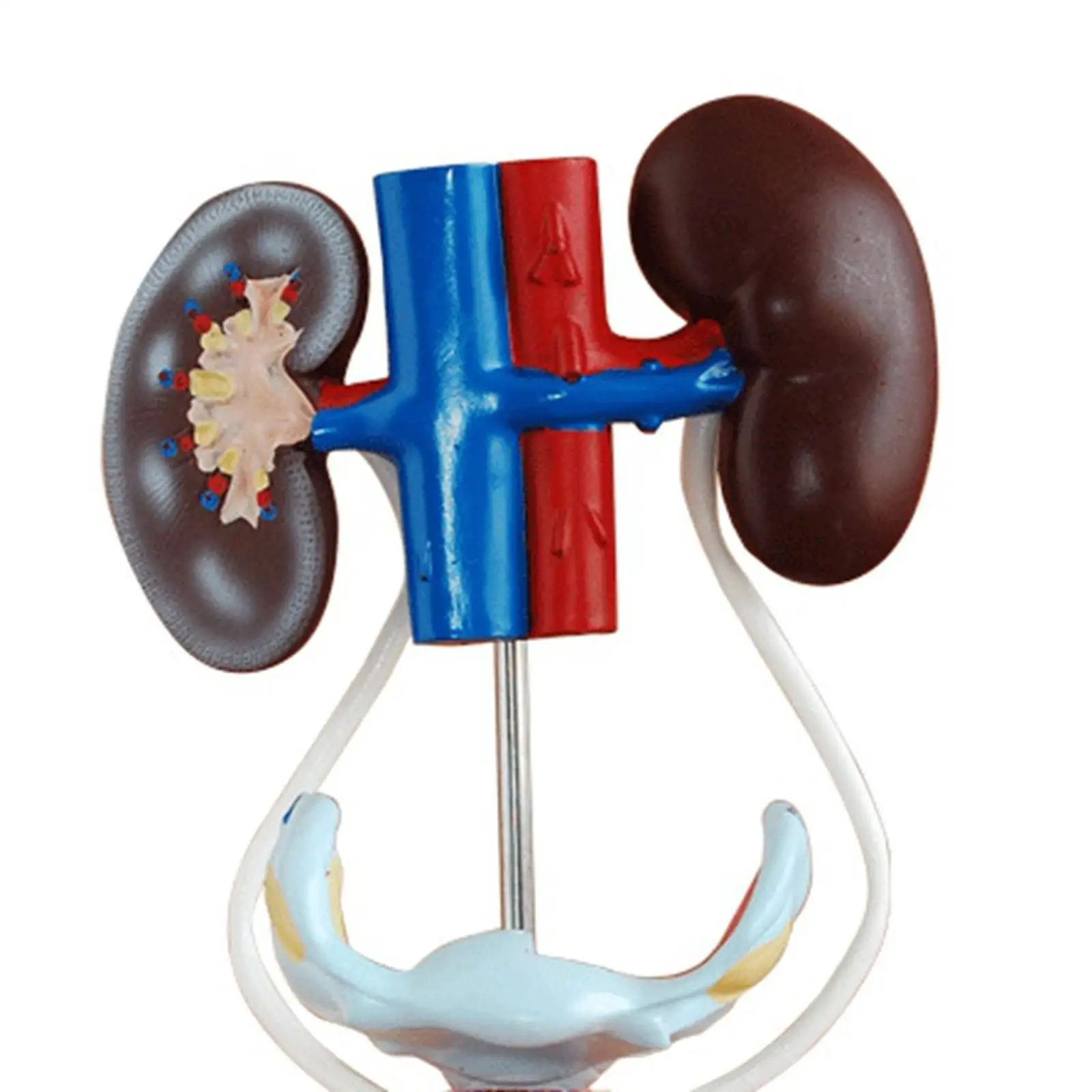 Female Three Dimensional Urinary System Model With Artery Vein Kidney Medical