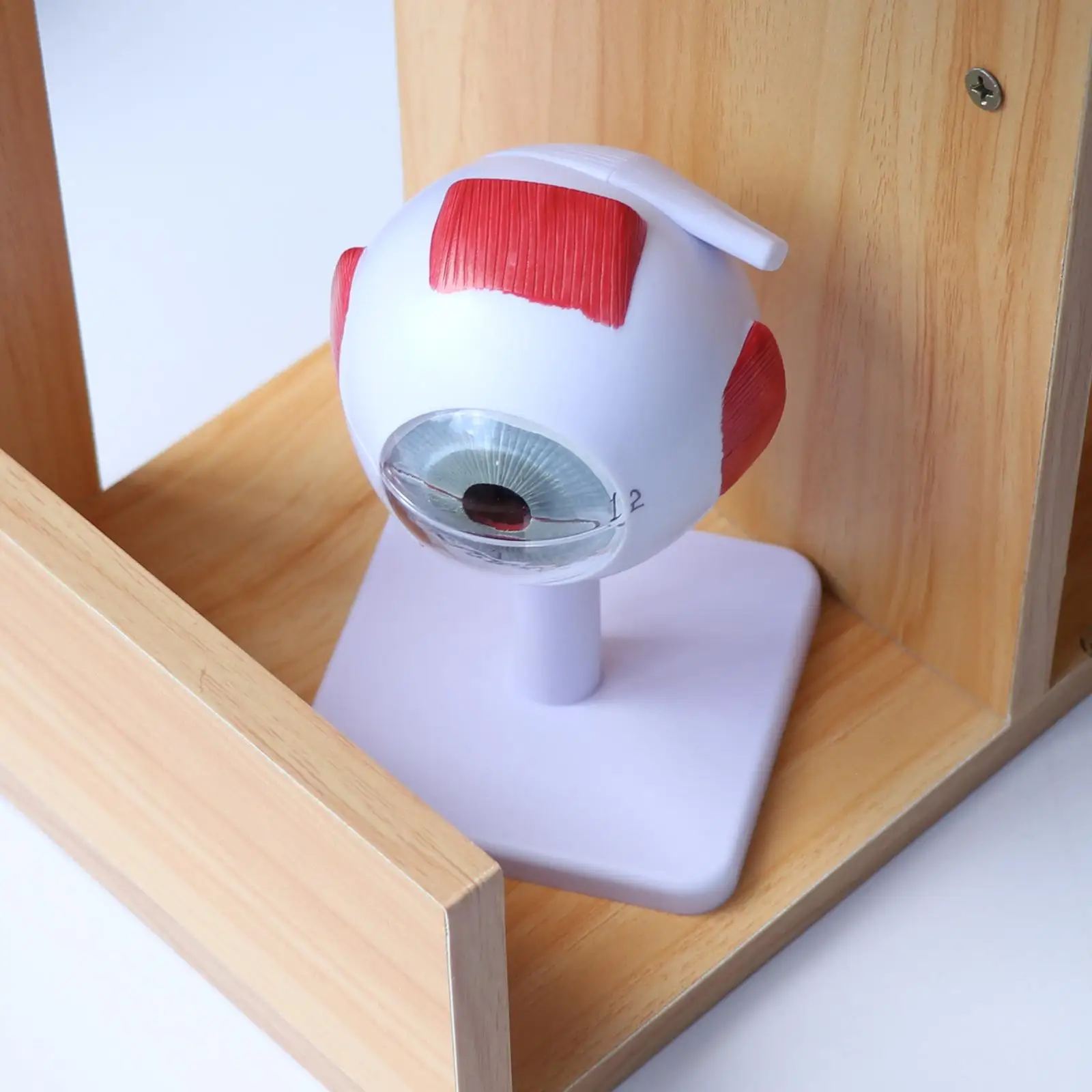 Ingrandimento 3X Kit modello occhio umano |