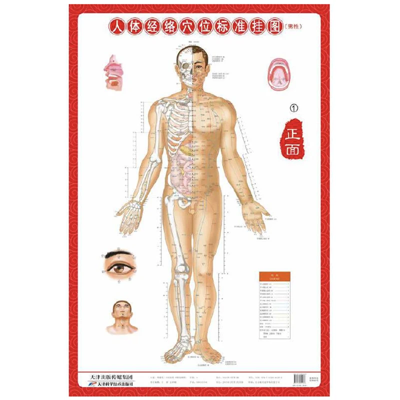 3Pcs/Set Standard Meridian Points of Human Wall Charts - Male (Front Side Back) Laminated Chinese Version Self Care Wall Decor