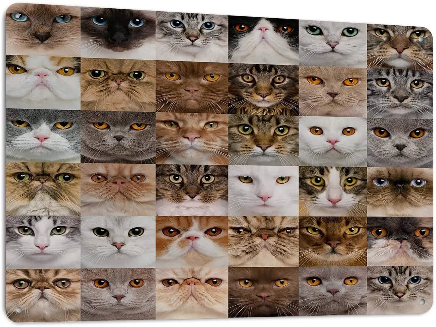 HOSNYE Cat Heads Tin Sign Eyes of 36 Kinds of Cats Signs Metal for Cafe Bar Pub Store Restaraunt Wall Decorative Gate Sign  sign