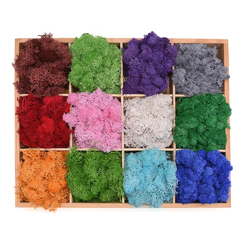 Sphagnum Moss Dry - 20-40g sztuczna naturalna roślina wieczne życie