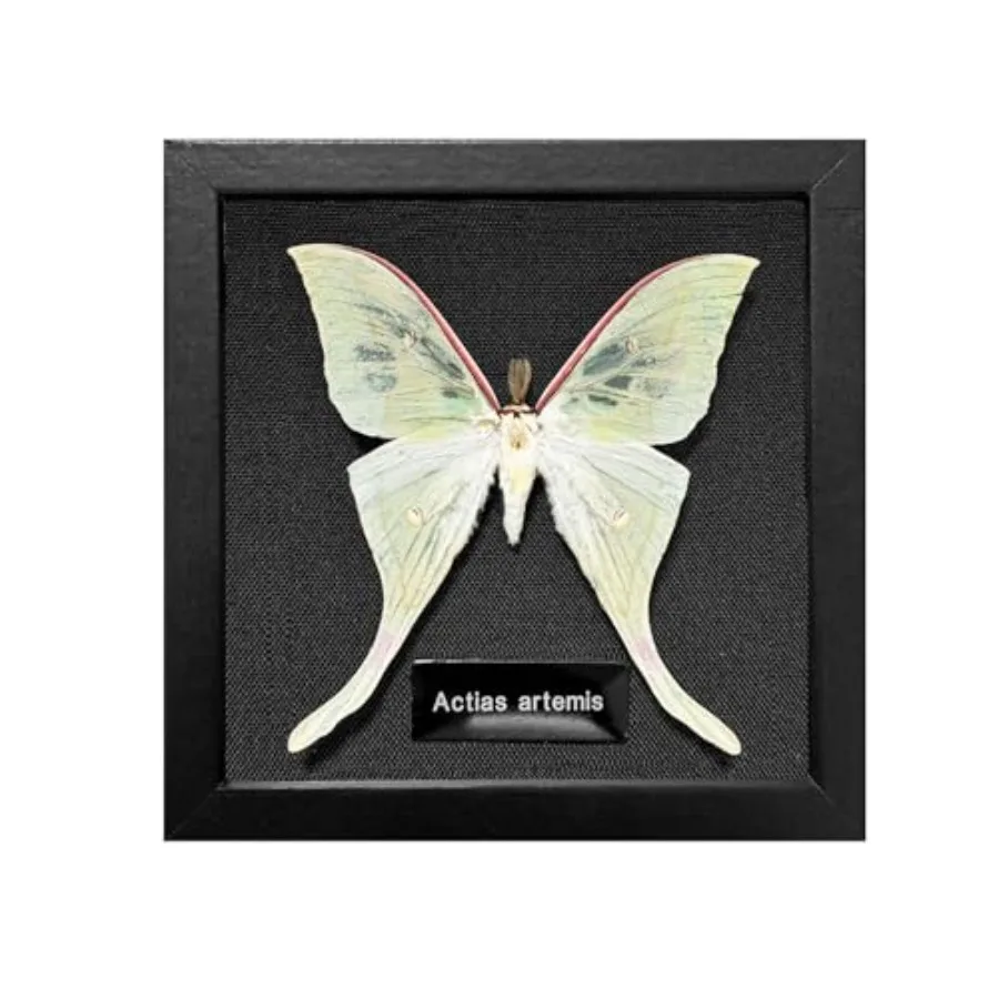 Taxidermy Butterfly Frame with Gift Bag