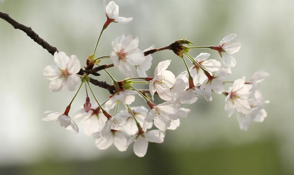 

Комплект из 4 металлических передних и задних амортизаторов 130 мм для Losi LMT 4WD Solid Axle Monster Truck 1/8, запчасти для тюнинга радиоуправляемых машин