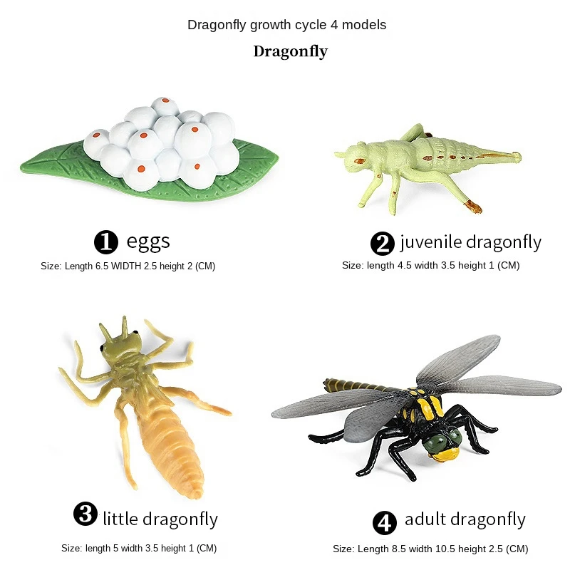 Life Cycle Of Frog Snail Earthworm Dragonfly, Egg Tadpole To Frog Safariology Amphibian Figurinestoy Kit, School Project