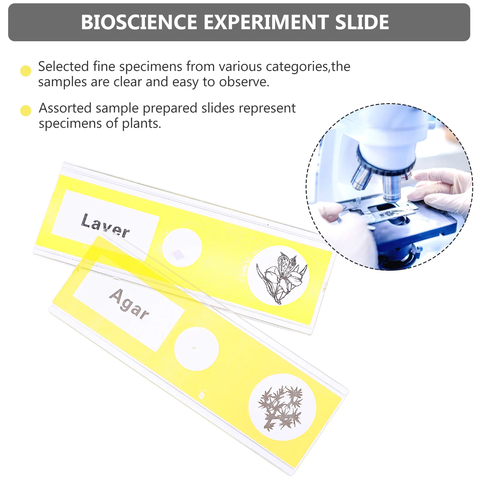 

12 Pcs Microscopic Specimen Section Plastic Prepared Microscope Slides Sample Stereo Yellow for Kids Biological Child