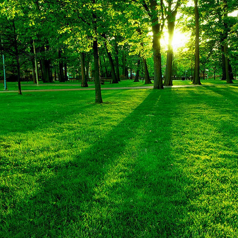 

MYOSLIM-массажер для похудения и борьбы с целлюлитом, уход за телом и лицом, вибрационная терапия 360 градусов, массажный ролик для похудения.