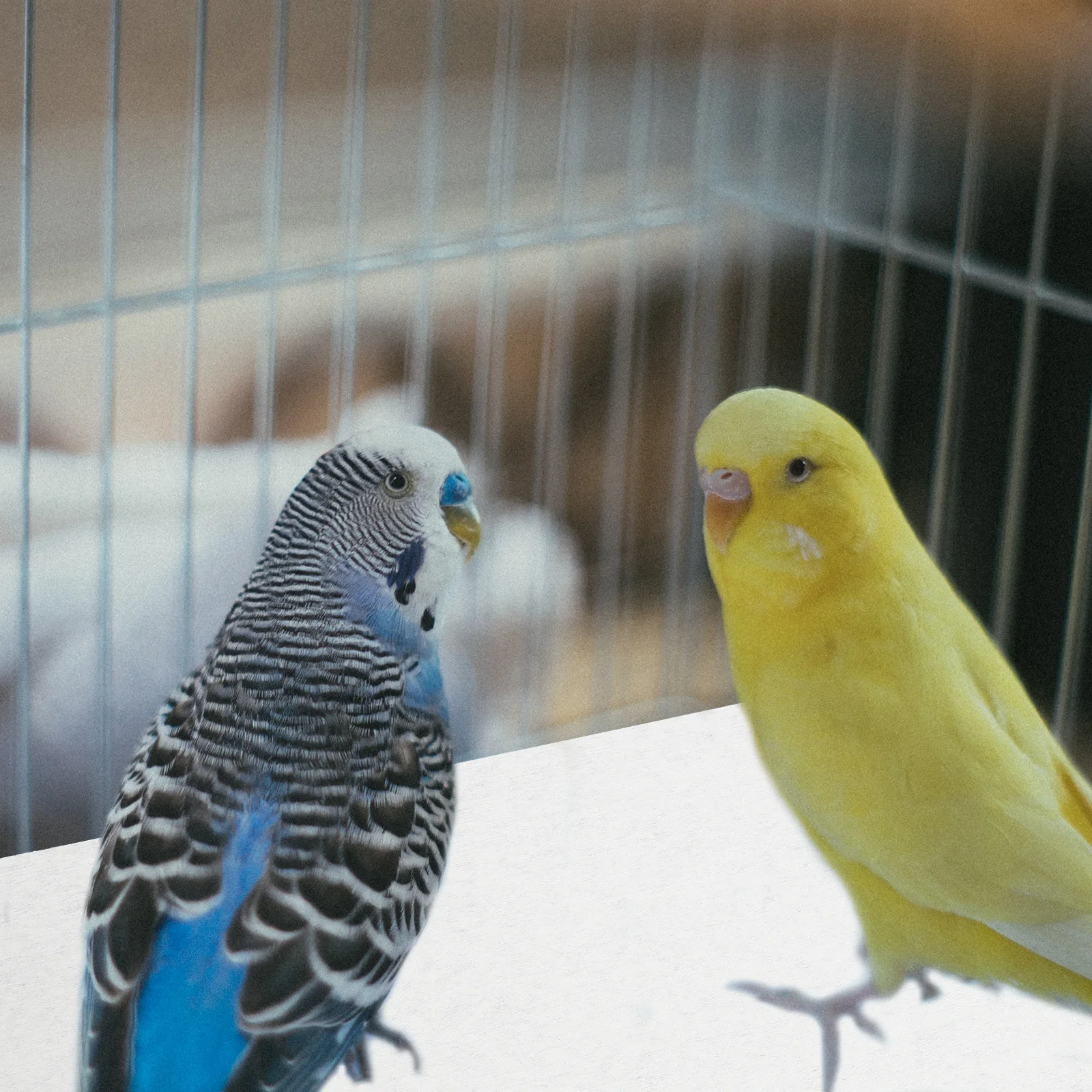 

100pcs Disposable Bird Cage Liners Non-woven Pet Parrot Mat Thick Smooth Water-absorbing Safe Material Bird Nest Accessories