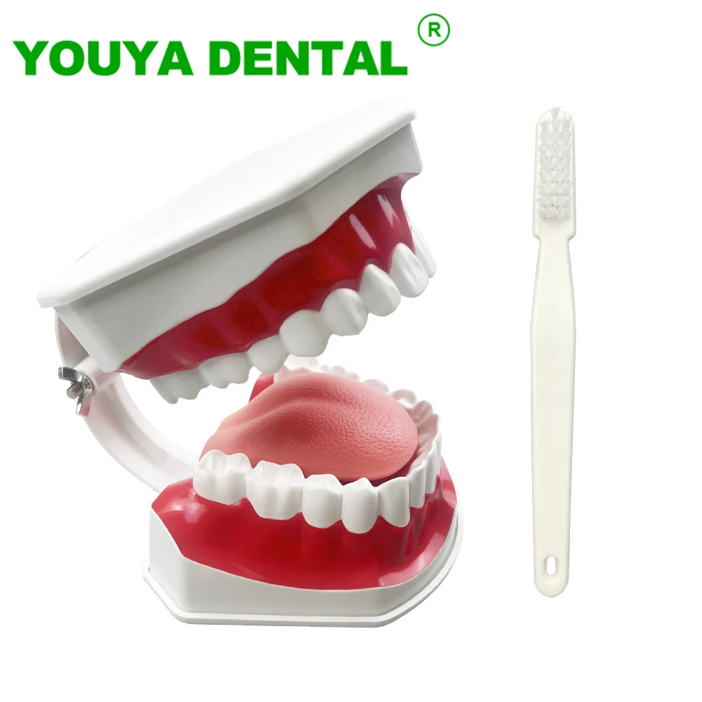 Dental Learning Model Brushing Teeth Teaching Studying Model With Tongue Dentistry Demo Tools Oral Medical Education Supplies