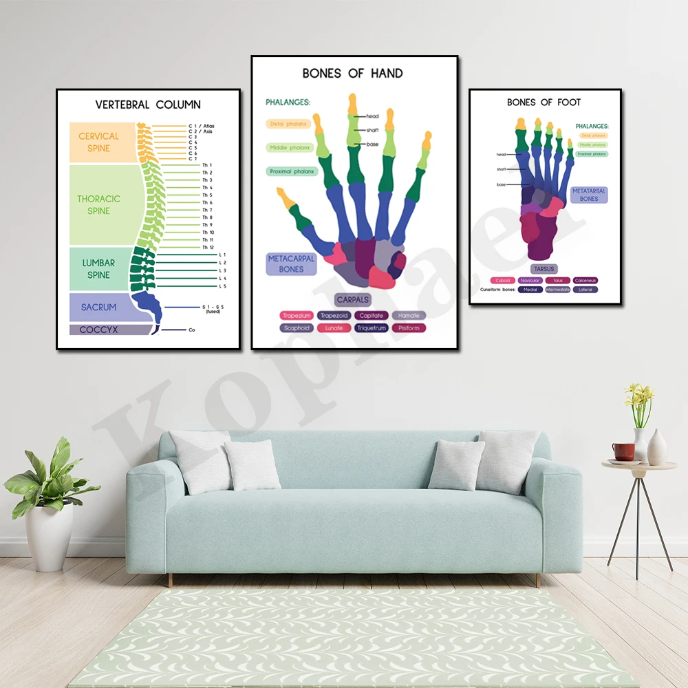 Human Spine Hand Bones Foot Bones Facial Skull Skull Skull Medical Anatomy Art Wall Art Decor Poster