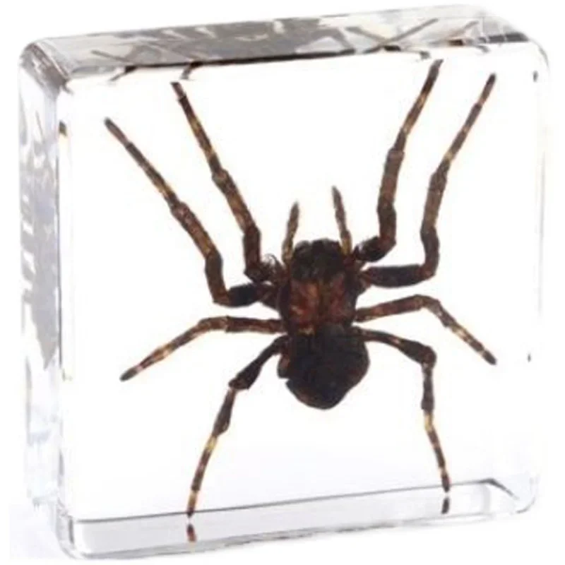 29 New Real Insect Specimen Resin Scarab Spider Specimen Beetle Flower Marine Plant Teaching Kids Gift Box Room Home Decoration view 5