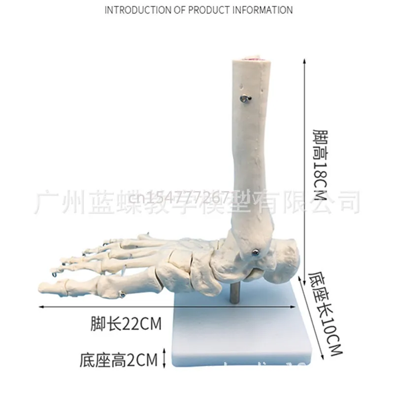 

1:1 Foot Bone Model Foot Anatomical Structure